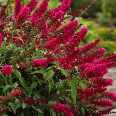 Буддлея давида РОЯЛ РЕД в Витебске