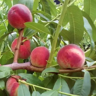 Персик КИЕВСКИЙ РАННИЙ в Витебске