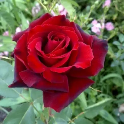 Роза ТАБУ чайно-гибридная в Витебске