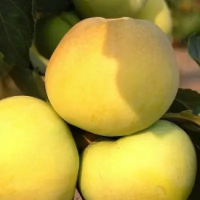 Яблоня АНТОНОВКА ЗОЛОТАЯ в Витебске