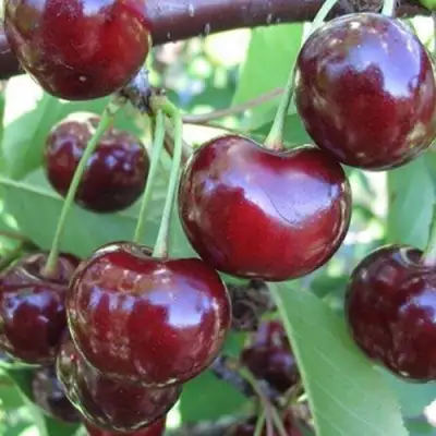 Вишня ЖАДАНА в Витебске