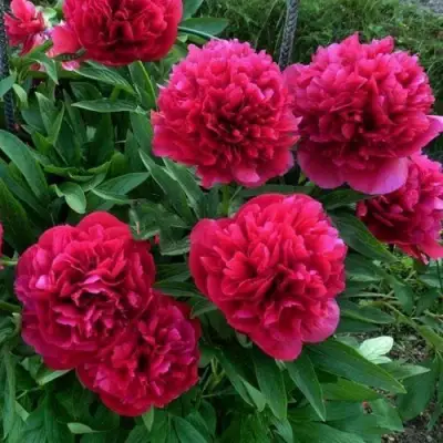 Пион БЕЛГРАВИЯ травянистый в Витебске