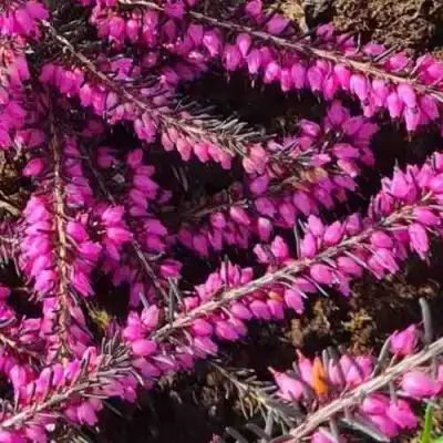 ЭРИКА "АЛЬПИЙСКИЙ ВЕРЕСК" (зимующая) сорт АТРОРУБРА в Витебске