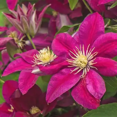 Клематис ЭРНЕСТ МАРКХАМ в Витебске