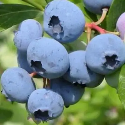 Голубика ДАРРОУ в Витебске