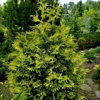 Туя ЗЕБРИНА ЭКСТРА ГОЛД складчатая в Витебске