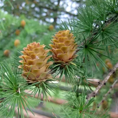 Лиственница КЕМПФЕРА в Витебске