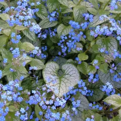 Бруннера ДЖЭК ФРОСТ в Витебске