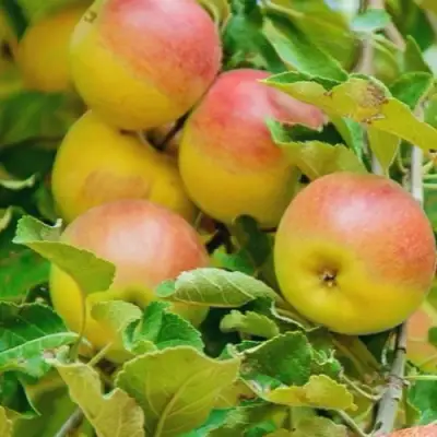 Яблоня ПАМЯТЬ БЛЫНСКОГО колонновидная в Витебске