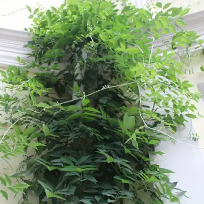 Глициния макростахия БЛЮ МУН в Витебске