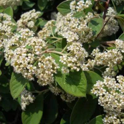 Кизильник пузырчатый в Витебске