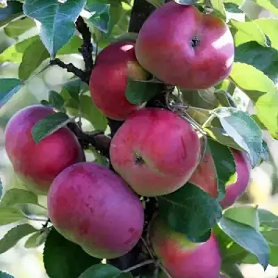 Яблоня ЕСЕНИЯ колонновидная в Витебске