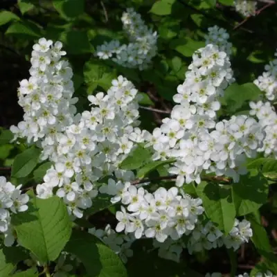 Черемуха ПАМЯТИ САЛАМАТОВА в Витебске