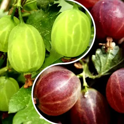 Комплект СКАЗКА в Витебске