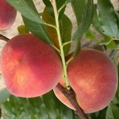 Персик ЮБИЛЕЙ СТОЛИЦЫ колонновидный в Витебске