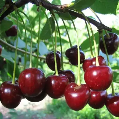 Вишня БЫСТРИНКА в Витебске