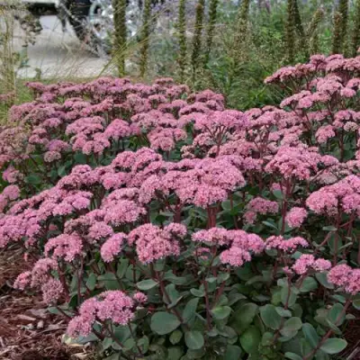 Очиток (седум) МАТРОНА в Витебске
