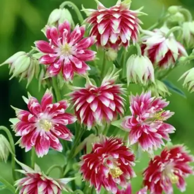 Аквилегия БАРЛОУ НОРА гибрид МакКаны в Витебске