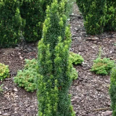 Тис ВОЙТЕК средний  в Витебске