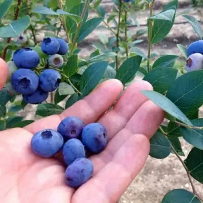 Голубика НОРТ КАНТРИ в Витебске