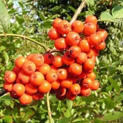 Рябина КОНЦЕНТРА сладкоплодная в Витебске