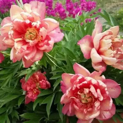 Пион ДЖУЛИЯ РОУЗ ито-гибрид в Витебске