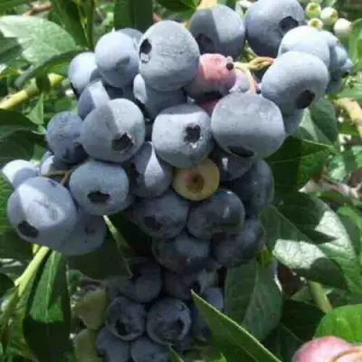 Голубика КРОЭТЭН в Витебске