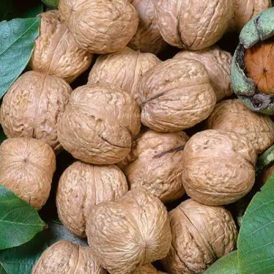 Грецкий орех ПРЕЗИДЕНТ в Витебске