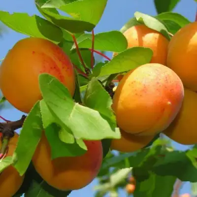 Абрикос КИЕВСКИЙ РАННИЙ в Витебске