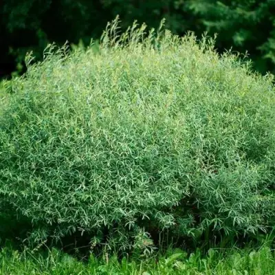 Ива НАНА пурпурная в Витебске