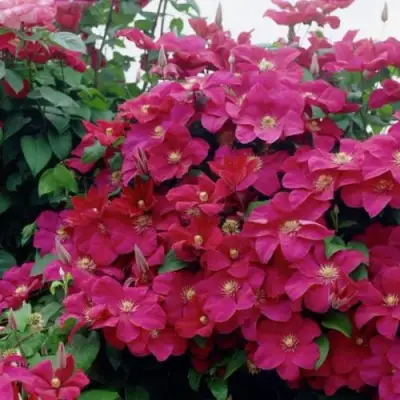 Клематис РУЖ КАРДИНАЛ в Витебске