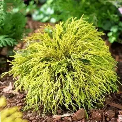 Кипарисовик ВАВЕЛ горохоплодный в Витебске