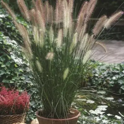 Пеннисетум ХАМЕЛН в Витебске