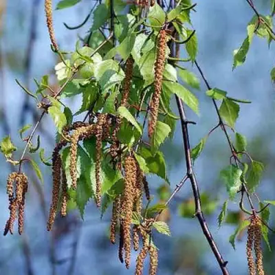 Береза ПОВИСЛАЯ в Витебске