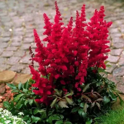 Астильба ГЛАТ Арендса в Витебске