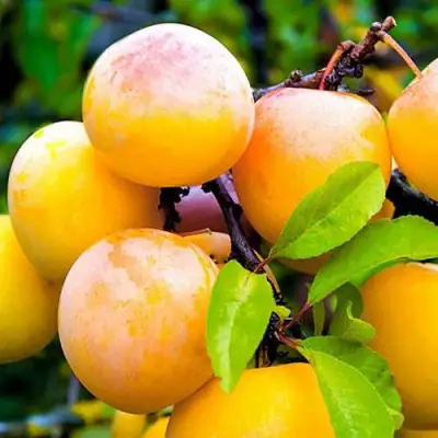 Слива МИНСКАЯ в Витебске