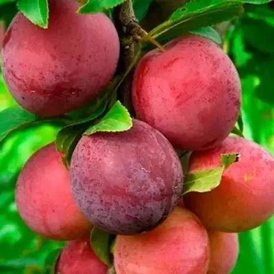 Слива КЛЕОПАТРА в Витебске