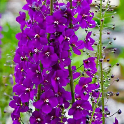 Коровяк ВИОЛЕТТА (вербаскум) в Витебске