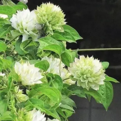 Клематис КОХАНА в Витебске