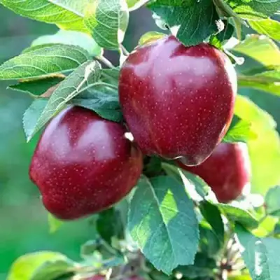 Яблоня РЕД ДЕЛИШЕС в Витебске