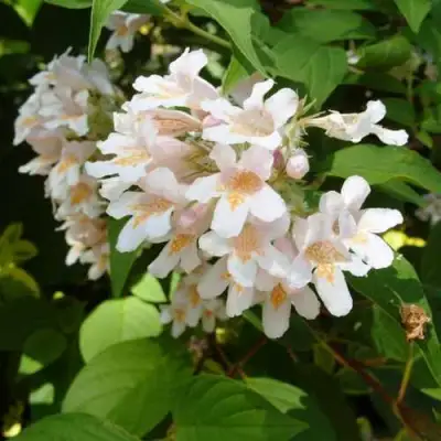 Кольквиция прелестная в Витебске