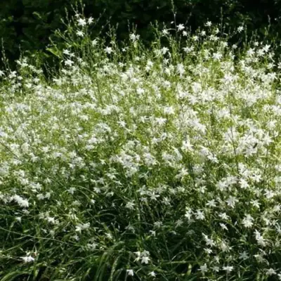 Венечник ветвистый в Витебске
