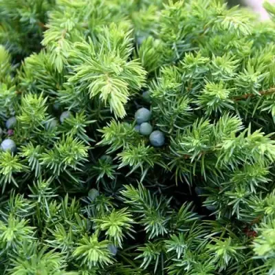 Можжевельник ШЛЯГЕР прибрежный в Витебске