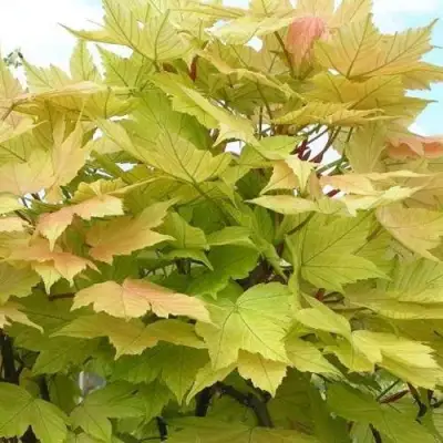 Клен ложноплатановый в Витебске