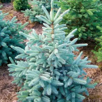 Ель КЕЙБАБ колючая в Витебске