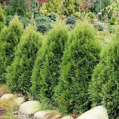 Туя СМАРАГД ВИТБОНТ западная в Витебске