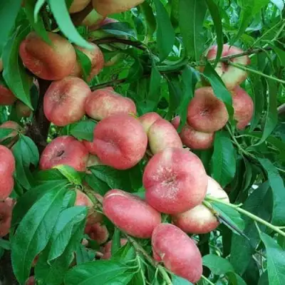 Нектарин КОНЦЕТТИНА в Витебске