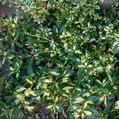 Бересклет САНСПОТ форчуна в Витебске