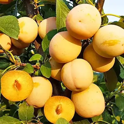 Слива РЕНКЛОД ранний в Витебске