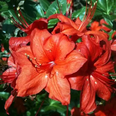 Азалия ДОЛОРОСО листопадная в Витебске